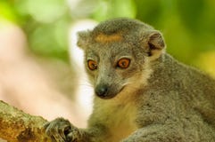 Eulemur Coronatus fotos de archivo libres de regalías Eulemur Coronatus fotos de archivo libres de regalías