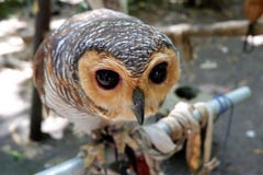 Eulen sind mit schönen Augen selten, die im wilden leben stockbilder Eulen sind mit schönen Augen selten, die im wilden leben stockbilder