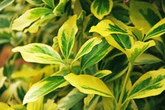 Euonymus spindle tree leafs branch stock photos Euonymus spindle tree leafs branch stock photos