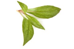 Eupatorium stoechadosmum Hance tree. Eupatorium stoechadosmum Hance, a heart stimulant properties stock images Eupatorium stoechadosmum Hance tree. Eupatorium stoechadosmum Hance, a heart stimulant properties stock images