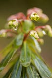 Euphorbia Macro Royalty Free Stock Image Euphorbia Macro Royalty Free Stock Image