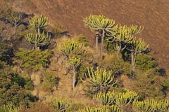 Euphorbias On A Sunlit Hillside Royalty Free Stock Photo
