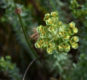 Euphorbiengummi helioscopia - eine spurge Anlage Lizenzfreie Stockbilder Euphorbiengummi helioscopia - eine spurge Anlage Lizenzfreie Stockbilder