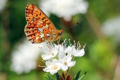 Euphrosyne de Boloria, fritillaire Perle-Encadrée Images stock Euphrosyne de Boloria, fritillaire Perle-Encadrée Images stock