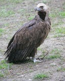 Eurasian Black Vulture 1 Stock Images