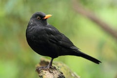 Eurasian Blackbird Royalty Free Stock Photo