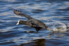 Eurasian Coot, Meerkoet, Fulica atra stock image Eurasian Coot, Meerkoet, Fulica atra stock image