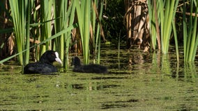 Eurasian Coot with young facing mom in reedlands stock photography Eurasian Coot with young facing mom in reedlands stock photography