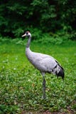 Eurasian Crane (Grus Grus) Stock Photo