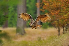 Eurasian Eagle Owl di volo immagini stock libere da diritti Eurasian Eagle Owl di volo immagini stock libere da diritti