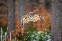 Eurasian Eagle Owl di volo nell'inverno del colorfull fotografie stock Eurasian Eagle Owl di volo nell'inverno del colorfull fotografie stock