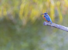 Eurasian, flod eller gemensam kungsfiskare, alcedoatthis, Neuchatel, Schweiz fotografering för bildbyråer Eurasian, flod eller gemensam kungsfiskare, alcedoatthis, Neuchatel, Schweiz fotografering för bildbyråer