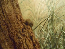 Eurasian harvest mouse stock photo Eurasian harvest mouse stock photo