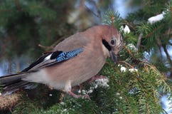 Eurasian jay royalty free stock images Eurasian jay royalty free stock images
