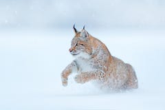 Eurasian Lynx running, wild cat in the forest with snow. Wildlife scene from winter nature. Cute big cat in habitat, cold
