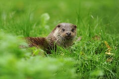 The Eurasian otter Lutra lutra stock image The Eurasian otter Lutra lutra stock image