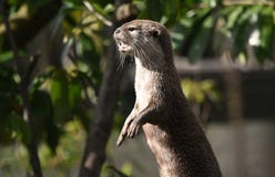 Eurasian Otter Standing on its Hind Legs royalty free stock photography Eurasian Otter Standing on its Hind Legs royalty free stock photography