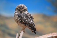 Eurasian Pygmy Owl Stock Photo