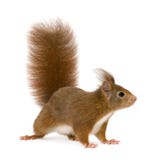Eurasian red squirrel - Sciurus vulgaris (2 years) stock photo Eurasian red squirrel - Sciurus vulgaris (2 years) stock photo