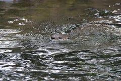 Eurasian River Otter in river. royalty free stock photos Eurasian River Otter in river. royalty free stock photos