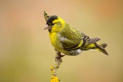 Eurasian Siskin, Carduelisspinus som sitter på filialen med den gula laven, klar bakgrund royaltyfria bilder Eurasian Siskin, Carduelisspinus som sitter på filialen med den gula laven, klar bakgrund royaltyfria bilder