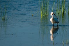 Eurasian Spoonbill In Water Royalty Free Stock Image