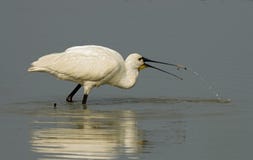 Eurasian Spoonbill, Lepelaar, Platalea leucorodia royalty free stock photo Eurasian Spoonbill, Lepelaar, Platalea leucorodia royalty free stock photo