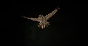 Eurasian Tawny Owl, aluco do strix, adulto em voo, Normandy, filme Eurasian Tawny Owl, aluco do strix, adulto em voo, Normandy, filme