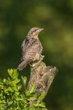 Eurasian Wryneck, Jynx torquilla is perched on the top of the stick stock photos Eurasian Wryneck, Jynx torquilla is perched on the top of the stick stock photos
