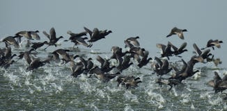 Eurasische Blässhuhn Fulica atra Menge stockfoto Eurasische Blässhuhn Fulica atra Menge stockfoto
