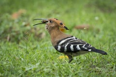 Eurasischer Hoopoe lizenzfreies stockfoto Eurasischer Hoopoe lizenzfreies stockfoto
