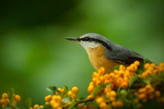 Eurasisches Kleiber Sitta Europaea Schoner Gelber Und Blau Grauer Singvogel Die Auf Der Gelben Blume Vogel Im Naturwald Sitze Stockbild Bild Von Sitze Vogel