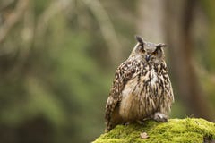 Eurasiático Eagle Owl con la presa fotografía de archivo libre de regalías Eurasiático Eagle Owl con la presa fotografía de archivo libre de regalías