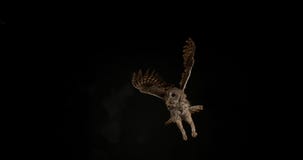 Eurasiático Tawny Owl, aluco del strix, adulto en vuelo, Normandía, almacen de video Eurasiático Tawny Owl, aluco del strix, adulto en vuelo, Normandía, almacen de video