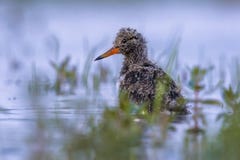 Eurazjatycki oystercatcher kurczątko w wodzie zdjęcia stock Eurazjatycki oystercatcher kurczątko w wodzie zdjęcia stock