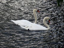 Europa, Belgien, Westflandern, Brügge, ein Paar schöne Schwäne in der Liebe, die auf den Kanal schwimmt stockfotos Europa, Belgien, Westflandern, Brügge, ein Paar schöne Schwäne in der Liebe, die auf den Kanal schwimmt stockfotos