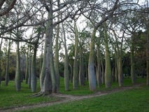Europe. Spain country. Valencia city. Baobab`s park in sunny day. January 2016 royalty free stock image Europe. Spain country. Valencia city. Baobab`s park in sunny day. January 2016 royalty free stock image