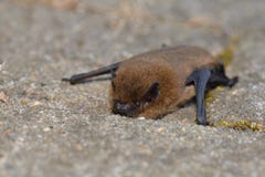 Common Noctule Nyctalus noctula. An European bat is climbing on a stone royalty free stock photography Common Noctule Nyctalus noctula. An European bat is climbing on a stone royalty free stock photography