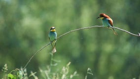 European bee-eater birds Merops apiaster perching on a branch in green nature background