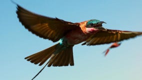 European bee-eater Merops Apiaster flying stock photo European bee-eater Merops Apiaster flying stock photo