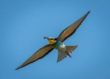 A European bee-eater Merops apiaster flying royalty free stock photography A European bee-eater Merops apiaster flying royalty free stock photography