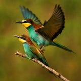 European bee eaters mating royalty free stock photography European bee eaters mating royalty free stock photography