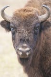 European Bison Royalty Free Stock Photo