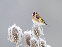European Goldfinch (Carduelis Carduelis) Stock Image