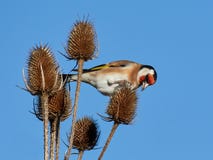European Goldfinch Carduelis Carduelis Royalty Free Stock Photography