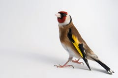 European Goldfinch, Carduelis Carduelis, Standing, Isolated On White. Royalty Free Stock Photo