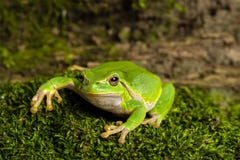 European green tree frog lurking for prey in natural environment royalty free stock photo European green tree frog lurking for prey in natural environment royalty free stock photo