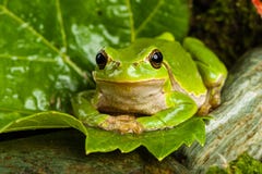 European green tree frog lurking for prey in natural environment stock photos European green tree frog lurking for prey in natural environment stock photos