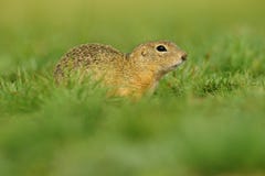 European Ground Squirrel, Spermophilus citellus, sitting in the green grass during summer, Czech royalty free stock image European Ground Squirrel, Spermophilus citellus, sitting in the green grass during summer, Czech royalty free stock image