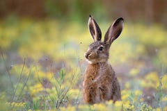 European Hare Stands In The Grass And Looking At The Camera Stock Photo
